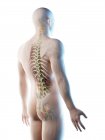 Männliche Rückenanatomie und Skelettsystem, Computerillustration. — Stockfoto