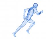 Skelett im Körper des Läufers in Aktion, Computerillustration. — Stockfoto