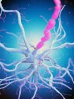 Нервова клітина з рожевим аксоном на синьому фоні, цифрове зображення. — стокове фото