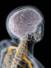 Silhueta masculina abstrata com cérebro visível e nervos do sistema nervoso, ilustração computacional
. — Fotografia de Stock