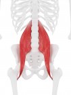 Esqueleto humano con Psoas color rojo músculo mayor, ilustración digital . - foto de stock