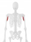 Scheletro umano con dettagliato muscolo rosso Coracobrachialis, illustrazione digitale
. — Foto stock
