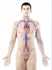 Corpo maschile con sistema vascolare visibile, illustrazione al computer . — Foto stock