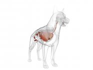 Dog anatomy with visible organs on white background, digital illustration. — Stock Photo