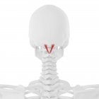 Человеческий скелет с красным цветом прямой мышцы капит задней большой мышцы, цифровая иллюстрация . — стоковое фото