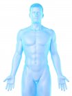 Modello del corpo umano che dimostra l'anatomia maschile su sfondo bianco, illustrazione digitale . — Foto stock
