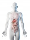 Modelo de corpo transparente mostrando anatomia masculina e órgãos internos, ilustração digital . — Fotografia de Stock