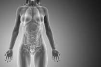 Modello del corpo umano che mostra l'anatomia femminile con organi interni, illustrazione digitale di rendering 3d . — Foto stock