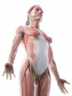 Anatomia della parte superiore del corpo femminile e sistema muscolare, illustrazione al computer
. — Foto stock