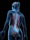 Modello del corpo umano che mostra l'anatomia femminile con organi interni nella vista posteriore, illustrazione digitale di rendering 3d
. — Foto stock