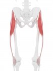 Menschliches Skelettmodell mit detailliertem Tensor-Faszien-Lata-Muskel, Computerillustration. — Stockfoto