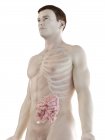 Silueta masculina con intestino delgado visible, ilustración digital . - foto de stock