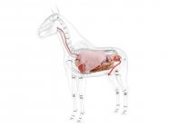 Anatomía del caballo con órganos internos visibles sobre fondo blanco, ilustración por ordenador . - foto de stock