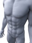 Maschio 3d rendering mostrando addominali muscoli addominali, illustrazione del computer . — Foto stock