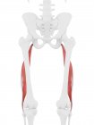 Human skeleton part with detailed red Biceps femoris longus muscle, digital illustration. — Stock Photo