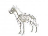 Hundesilhouette mit sichtbarem Skelett auf weißem Hintergrund, digitale Illustration. — Stockfoto