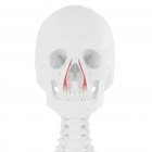 Human skull with detailed red Levator labii superioris alaeque nasi muscle, digital illustration. — Stock Photo
