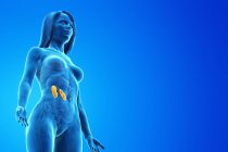 Weibliche Anatomie mit sichtbaren farbigen Nieren, Computerillustration. — Stockfoto