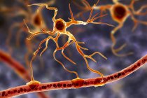 Астроцистит мозку гліальних клітин, що з'єднують нейрональні клітини кровоносних судин, цифрова ілюстрація. — стокове фото