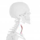 Скелет людини з червоним кольором Sternoщитовидна м'яз, цифрова ілюстрація. — стокове фото