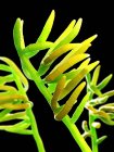 Champignon fusarium sur fond noir, illustration numérique . — Photo de stock