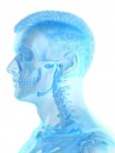 Male neck bones and skull, computer illustration. — Stock Photo
