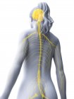 Silhouette féminine abstraite avec cerveau visible et moelle épinière du système nerveux, illustration par ordinateur . — Photo de stock