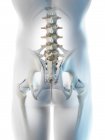 Абстрактний чоловічий силует з кістками стегон, комп'ютерна ілюстрація . — стокове фото