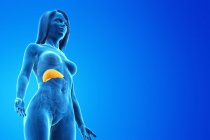 Silueta femenina con hígado detallado sobre fondo azul, ilustración por ordenador . - foto de stock