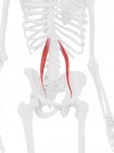 Esqueleto humano com vermelho colorido Psoas músculo menor, ilustração digital . — Fotografia de Stock