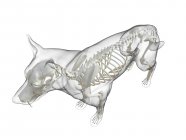 Собачий силует з видимим скелетом на білому тлі, цифрова ілюстрація . — стокове фото