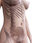 Weibliche Körpersilhouette mit sichtbarem Skelett, digitale Illustration. — Stockfoto