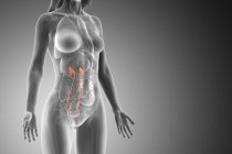 Uréter visible en cuerpo femenino abstracto, ilustración por ordenador
. - foto de stock