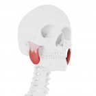 Squelette humain avec Massètre de couleur rouge muscle supérieur, illustration numérique . — Photo de stock