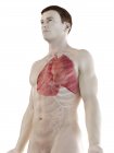 Легкие в анатомии мужского тела, компьютерная иллюстрация . — стоковое фото