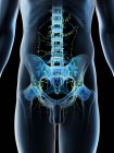 Ganglios linfáticos abdominales en el cuerpo masculino, ilustración por computadora
. - foto de stock