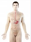 Anatomy of stomach in abstract male body, computer illustration. — Stock Photo