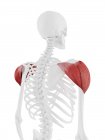 Human skeleton with detailed red Deltoid muscle, digital illustration. — Stock Photo