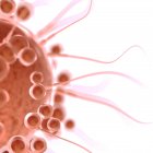 Illustration conceptuelle numérique de la fécondation des ovules par des spermatozoïdes . — Photo de stock