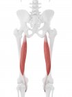 Scheletro umano con muscolo Semitendinosus di colore rosso, illustrazione digitale
. — Foto stock