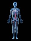 Женская анатомия с сосудистой системой, цифровая иллюстрация
. — стоковое фото
