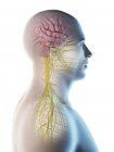 Männlicher Körper mit sichtbarem Gehirn in Seitenansicht, digitale Illustration. — Stockfoto