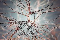 Digital illustration of pyramidal nerve cells from cerebral cortex of brain. — Stock Photo