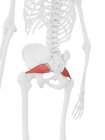 Людський скелет з м'язами Piriformis червоного кольору, цифрова ілюстрація . — стокове фото