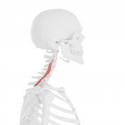 Человеческий скелет с красным цветом Longissimus cervicis мышцы, цифровая иллюстрация
. — стоковое фото