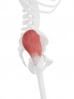 Parte del esqueleto humano con músculo rojo detallado del medio del glúteo, ilustración digital . - foto de stock