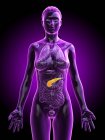 Pancreas in female body, anatomical illustration. — Stock Photo