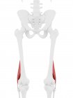 Часть скелета человека с подробным красным коротким бицепсом бедренной мышцы, цифровая иллюстрация . — стоковое фото