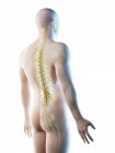 Анатомия нервов спины в абстрактном мужском силуэте, компьютерная иллюстрация . — стоковое фото