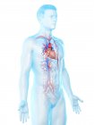 Sistema vascular en el cuerpo masculino, ilustración por computadora . - foto de stock